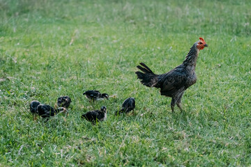 Hen and chicken outdoors eating on a green grass