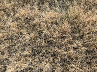 dried grass in the meadow in autumn