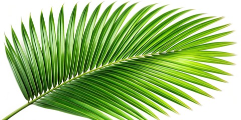 Obraz premium A single palm frond with delicate green veins, isolated on a crisp white background, showcasing the intricate patterns of nature's artistry.