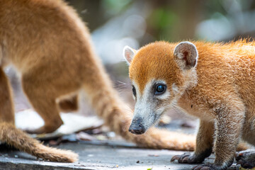 Close-up shot of a beautiful baby coati