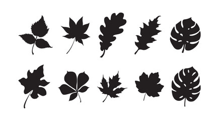 Fototapeta premium tropical leaves palms black vector design illustration