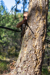 Hunter hiding behind a large tree and aiming a rifle while looking through the scope.  Ready to shoot.
