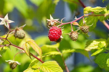 a ripe raspberry (Rubus idaeus)