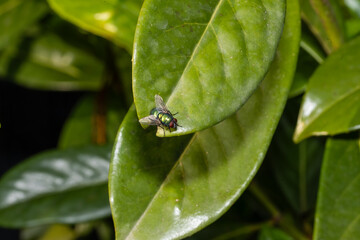 a fly on a green leaf