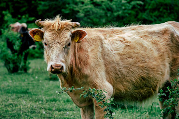 Cow in a pasture