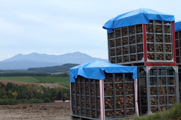 収穫された玉葱と旭岳