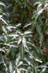 white snow lies on green leaves of a plant