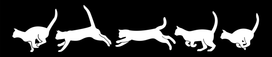 cat moving process black background