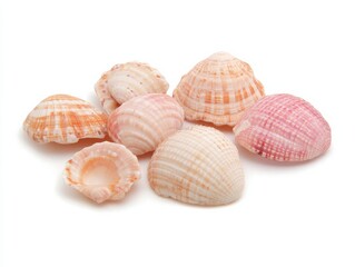 海岸の装飾やデザインのための、白地にカラフルな貝殻