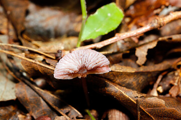 褐色の野生のキノコを半分に折ったヒダと肉質を見せた画像（ストロボマクロ撮影）
