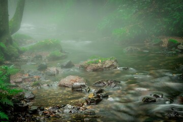 朝霧につつまれた小さな沢の景観