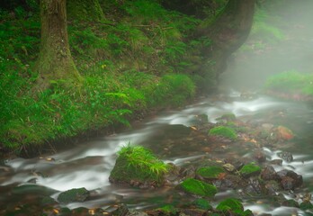 朝霧につつまれた小さな沢の景観