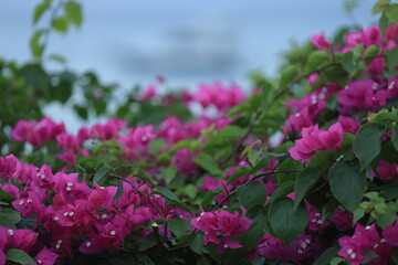 Delicate Pink Blossom Amidst Nature's Beauty. red flower