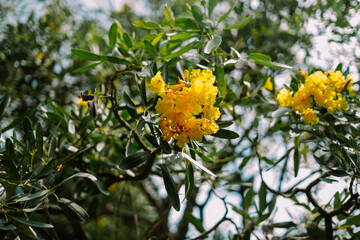 Tabebuia aurea is a species of Tabebuia