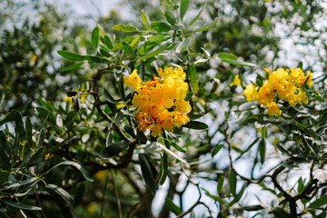 Tabebuia aurea is a species of Tabebuia