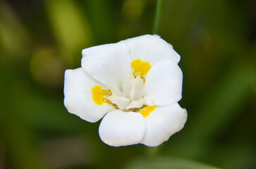 Beautiful wet flower dotted with water drops	