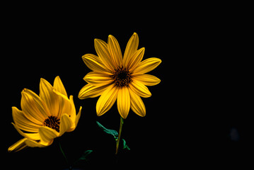 yellow flower on black background