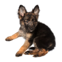 Obraz premium A beautiful puppy is the German shepherd, isolated on a white background. Fluffy dog close-up of brown and black color