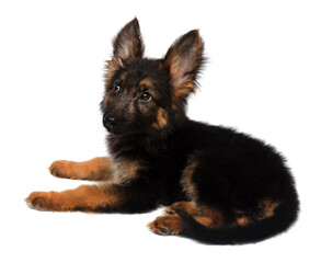 A beautiful puppy is the German shepherd, isolated on a white background. Fluffy dog close-up of brown and black color