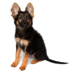 A beautiful puppy is the German shepherd, isolated on a white background. Fluffy dog close-up of brown and black color