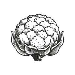 Obraz premium Cauliflower drawing hand drawn vector illustration