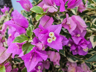 High angle view of purple bougainvillea flower