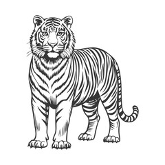Obraz premium tiger drawing hand drawn vector illustration