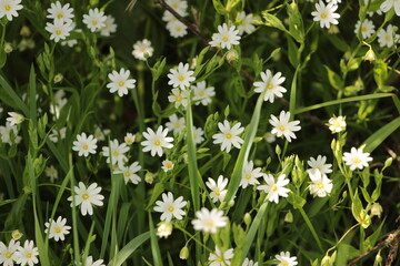 Fleurs Pâquerette Marguerite