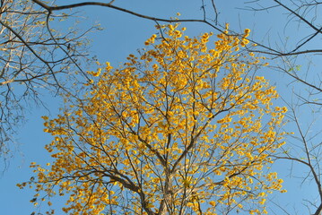 A large yellow ipê tree produces many flowers in the summer