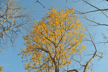 It is in the dry landscape that the ipê tree flourishes