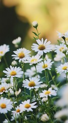 Obraz premium White Daisies Blooming in a Meadow