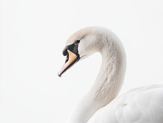 Fototapeta premium swan isolated on white background