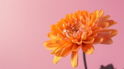 A bright orange chrysanthemum flower isolated on a pastel pink background.