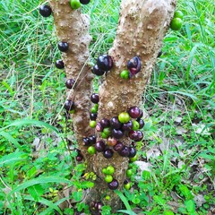 The jabuticaba tree is full of fruit