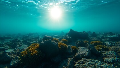 Fototapeta premium An underwater scene illuminated by sunlight filtering through the water's surface. The image captures rocky formations and patches of seaweed, creating a serene and tranquil atmosphere. The turquoise 