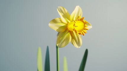 A cheerful yellow daffodil flower isolated on a light gray background. © My Creative Stock