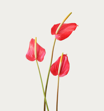 Beautiful Blooming Red Anthurium Flower on the light background. 