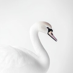 Fototapeta premium swan isolated on white background