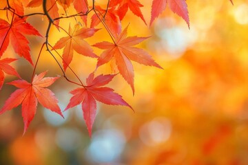 Fototapeta premium Fallen Leaves Season Background