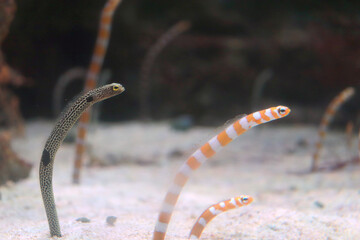 海底から顔を出すチンアナゴとニシキアナゴ