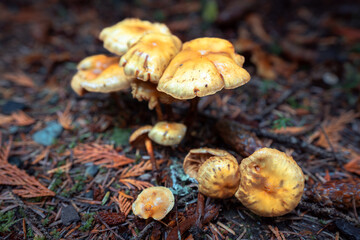 A cluster of sulphur tuft mushrooms grow on the forest floor