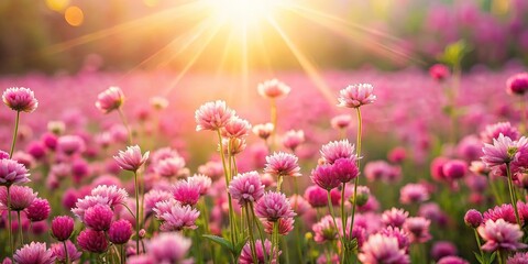 Obraz premium A field of delicate pink blossoms bathed in the golden glow of a setting sun, each flower reaching towards the celestial light, creating a breathtaking panorama of natural beauty and vibrant color.