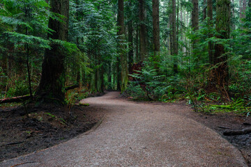 A wide walking path winds through a lush forest © scottshoots