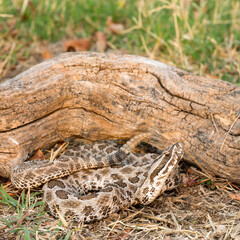 Prairie Massasauga (Sistrutus tergeminus tergemimus)