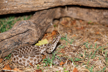 Prairie Massasauga (Sistrutus tergeminus tergemimus)