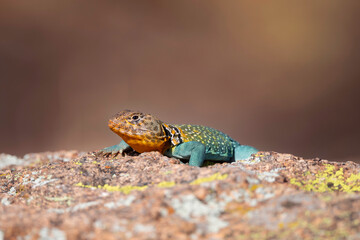 Eastern Collared Lizard in the Wichita Mountains 