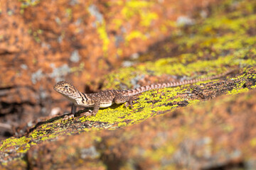 Eastern Collared Lizard in the Wichita Mountains 