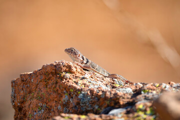 Eastern Collared Lizard in the Wichita Mountains 