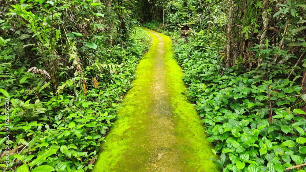 Wall mural narrow street in a tropical forest at tay ninh, vietnam in summer day.