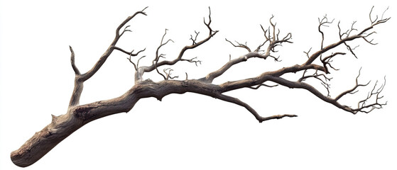 Obraz premium Natural Tree Branch on White Background